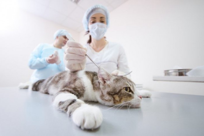 Химическая кастрация кошек: плюсы и минусы