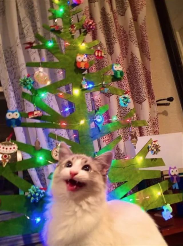 Кошки, проявляющие особое внимание к новогодним елкам