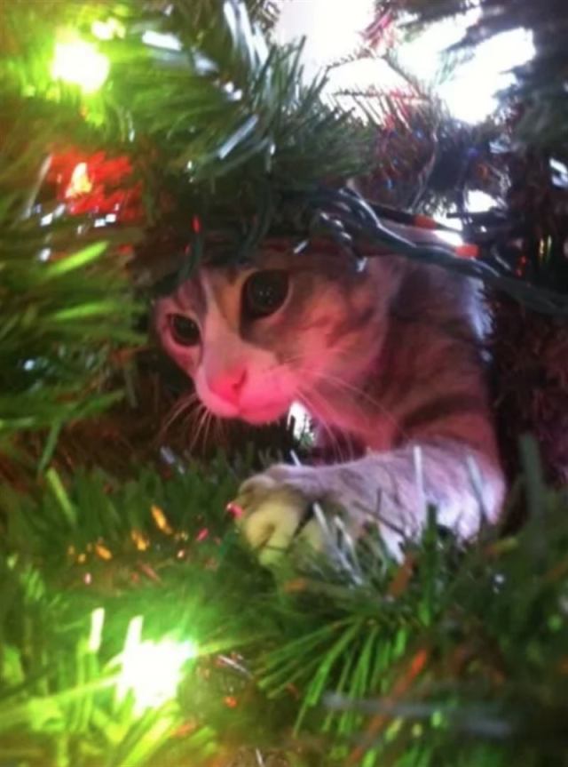 Кошки, проявляющие особое внимание к новогодним елкам