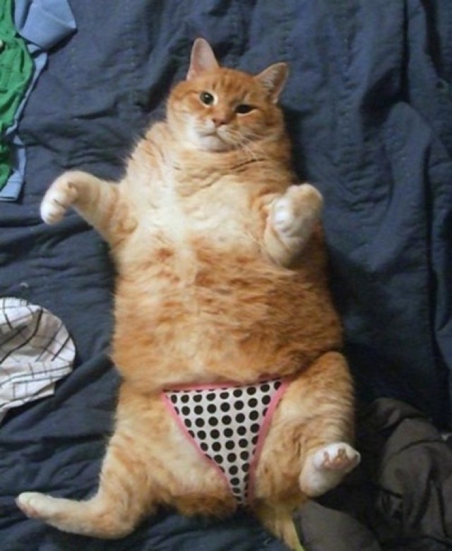 25 фотографий очаровательных котов толстопузов