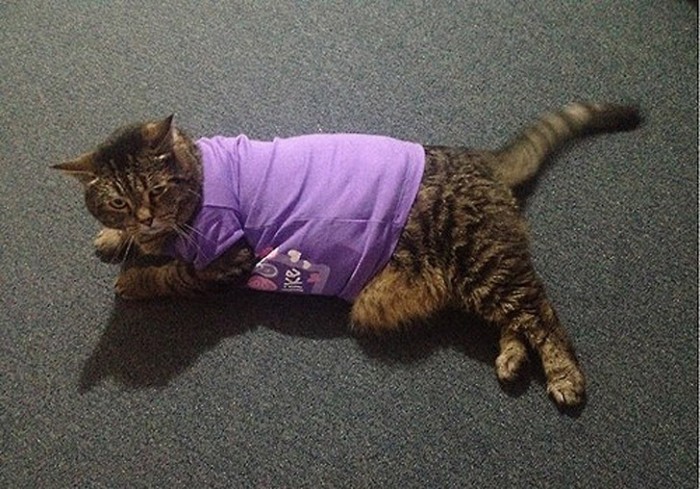 25 фотографий очаровательных котов толстопузов