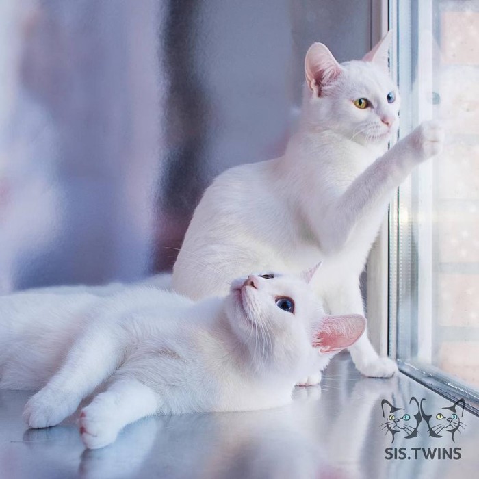Природа наградила беспородных кошек-близняшек невероятными глазами, и они покоряют всех и каждого