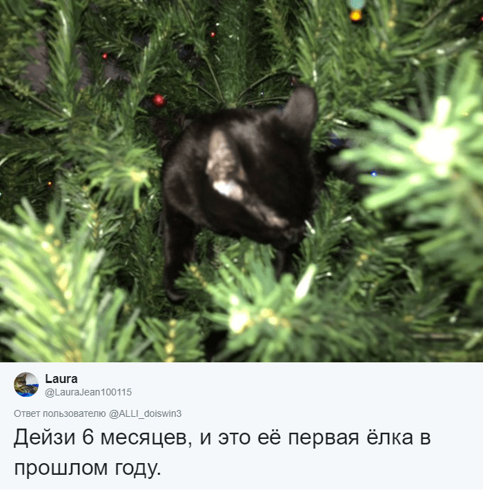 Флешмоб: девушка предложила найти её кота на ёлке, а пользователи Твиттера подхватили