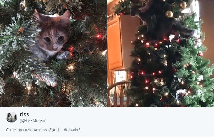 Флешмоб: девушка предложила найти её кота на ёлке, а пользователи Твиттера подхватили