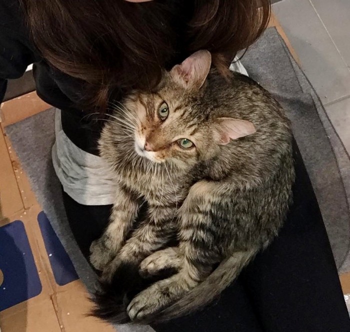 Бродячий кот подошёл к девушке-волонтёру и заявил, что больше не хочет жить на улице