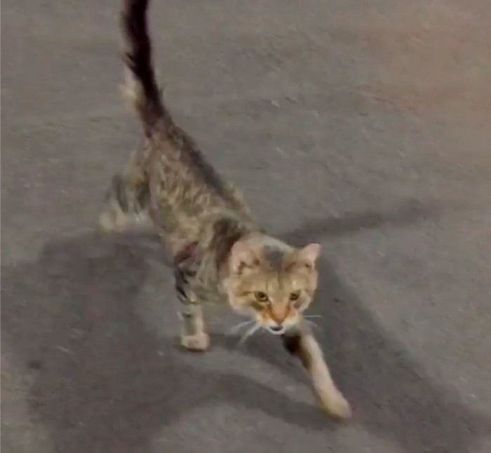 Бродячий кот подошёл к девушке-волонтёру и заявил, что больше не хочет жить на улице