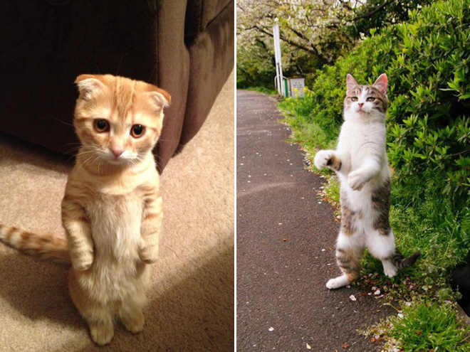 20 смешных котиков, которые умеют стоять на задних лапках