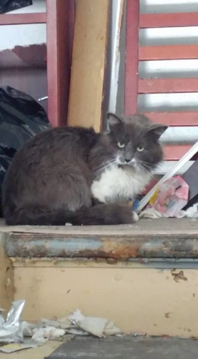 Кот на ступеньке: брошенный питомец сидел на холоде с запиской, в которой кто-то просил не трогать его