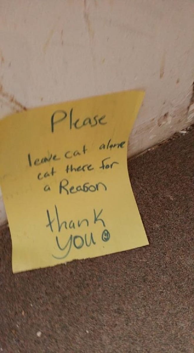 Кот на ступеньке: брошенный питомец сидел на холоде с запиской, в которой кто-то просил не трогать его