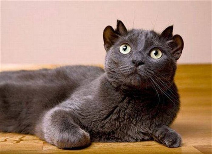 Обычная кошка родила уникального котенка с четырьмя ушками