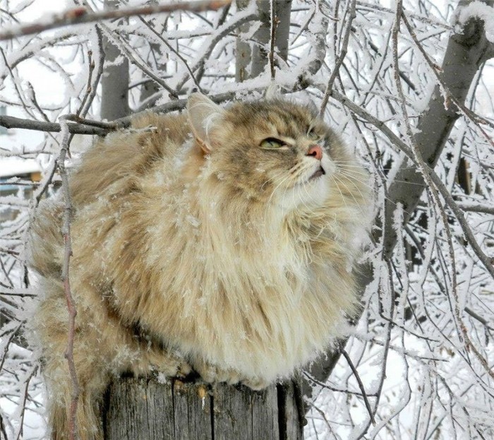 13 забавных фотографий котов в снегу, которые не знают как к нему относиться
