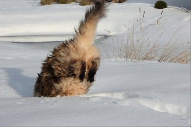 13 забавных фотографий котов в снегу, которые не знают как к нему относиться