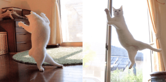 Фотографии котиков, ради которых и был создан Интернет