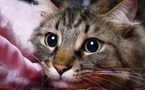 Постоянно расширенные зрачки у кошки: почему так бывает, что делать
