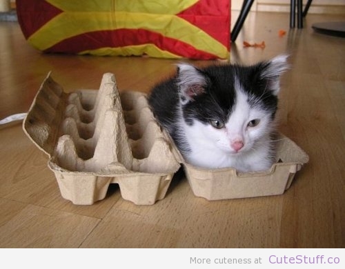 30 уморительных фото котиков, заполнивших собой все емкости и коробки, которые они только нашли