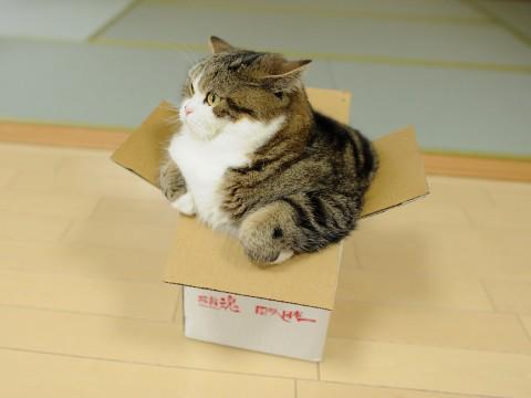 30 уморительных фото котиков, заполнивших собой все емкости и коробки, которые они только нашли