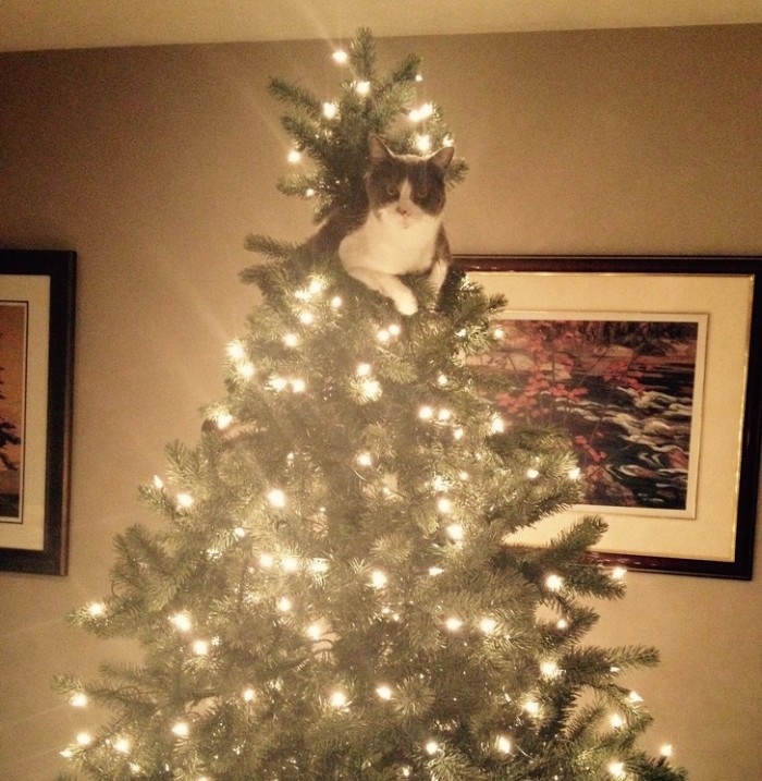20 фото, которые покажутся знакомыми всем тем, у кого дома есть кот и елка