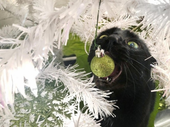 20 фото, которые покажутся знакомыми всем тем, у кого дома есть кот и елка