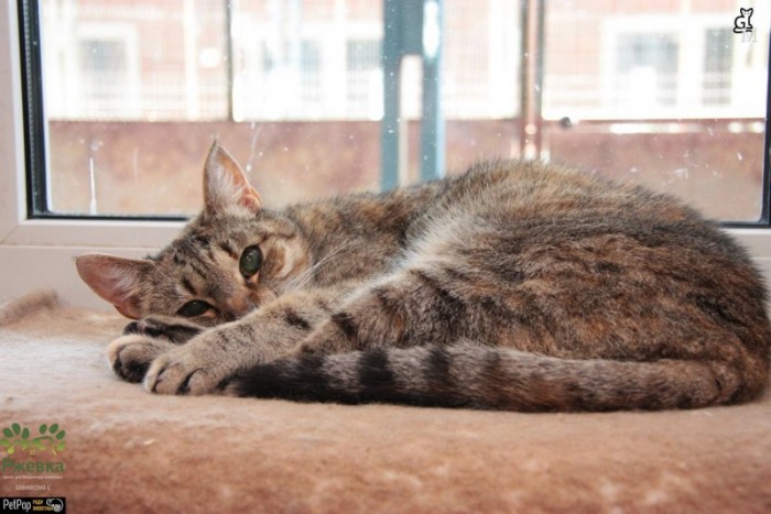 Незрячая кошка доживала свои дни в приюте, отчаянно прося ласки