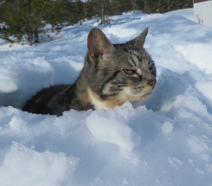 25 фото о сложных взаимоотношениях кошек со снегом