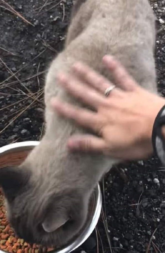 «Силуэт у сгоревшего дома»: людям удалось найти потерянную кошку спустя месяц после пожара