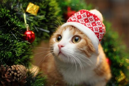 Новогодние котики поделятся с вами праздничным настроением