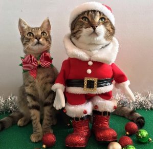 Новогодние котики поделятся с вами праздничным настроением