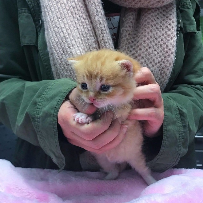 «Лола бы не пережила зиму!»: беспомощный котенок оказался на холодной улице в полном одиночестве