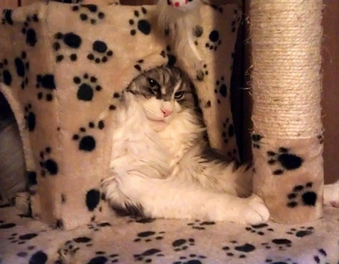 Фотографии очаровательных котов толстопузов