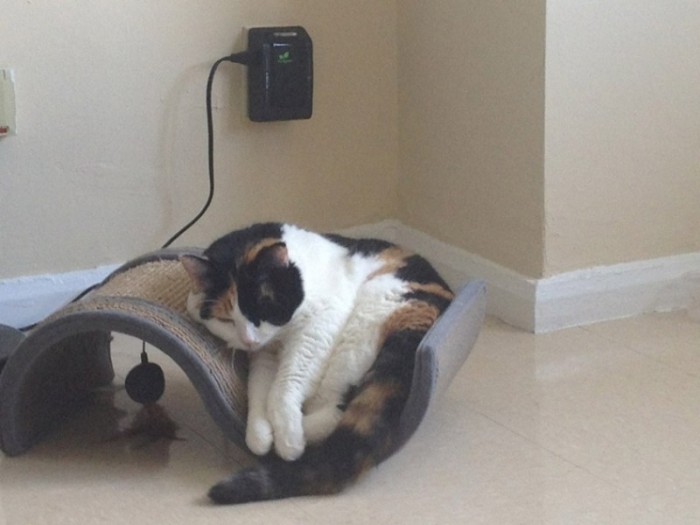 Фотографии очаровательных котов толстопузов