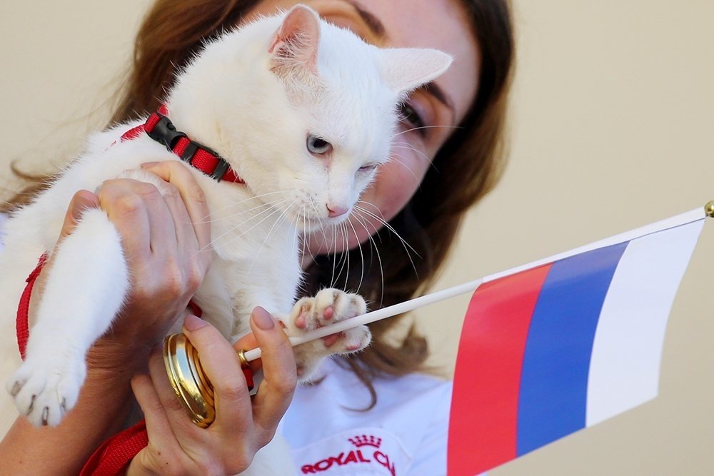Петербургского кота Ахилла наградят за популяризацию туризма