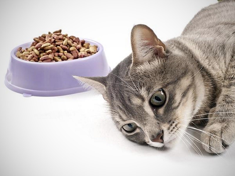 Почему кошки иногда отказываются от еды