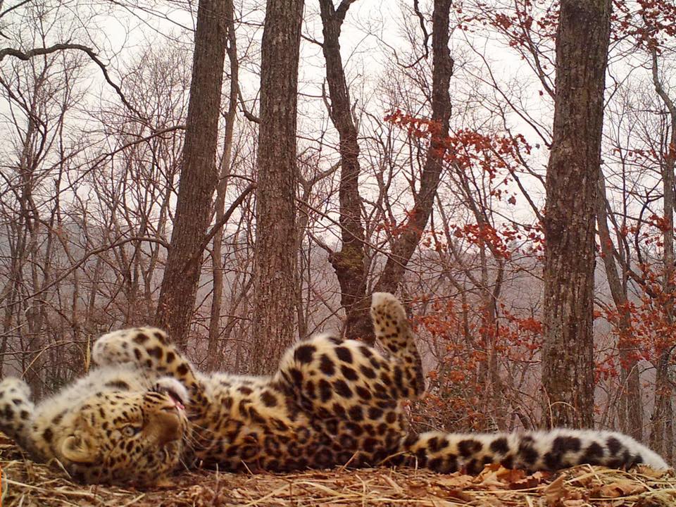 «Селфи» котят и «любовная переписка» попали на видео на «Земле леопарда»