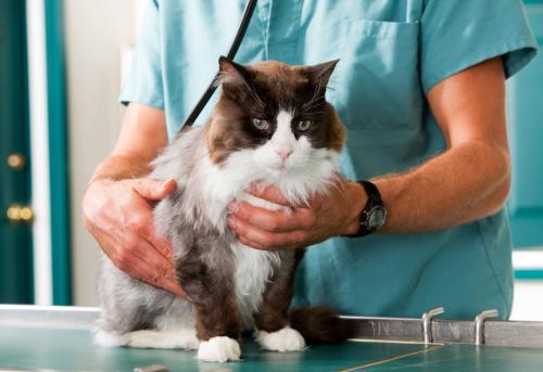 Когда кошке необходима скорая ветеринарная помощь