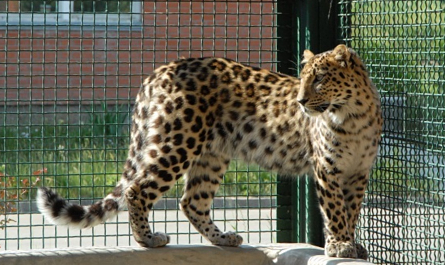 О дальневосточном леопарде рассказали в детском лектории Московского зоопарка