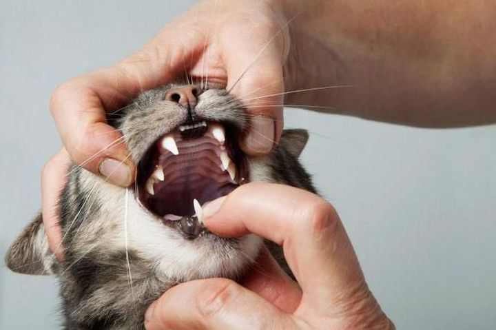 Слюнотечение у кошек: причины и лечение