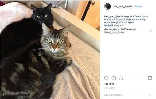 Роскошный дом в Калифорнии достался двум котам