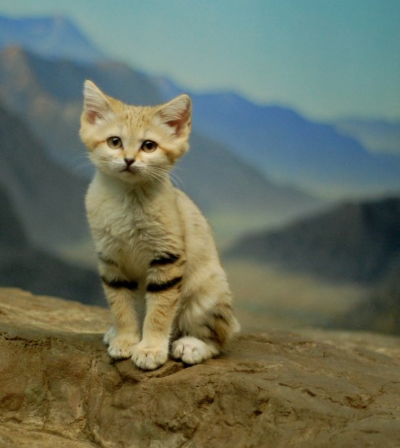 Барханный кот – кот, который всегда остается похожим на котенка