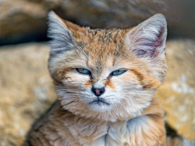 Барханный кот – кот, который всегда остается похожим на котенка