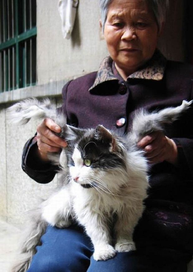 В Китае живёт кот с крыльями: миф или реальность