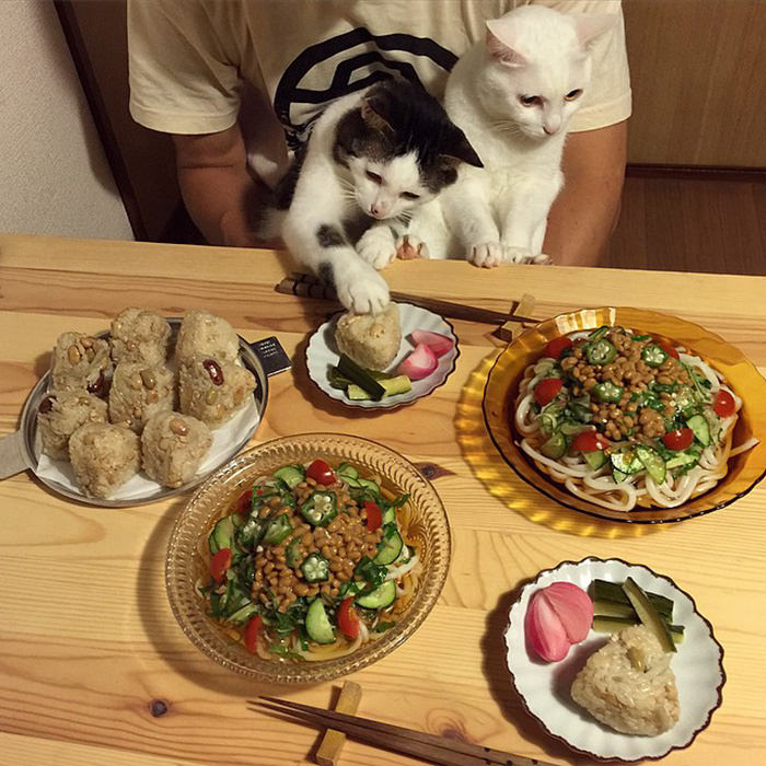 Любопытные дегустаторы: японские кошки обожают оценивать хозяйскую стряпню
