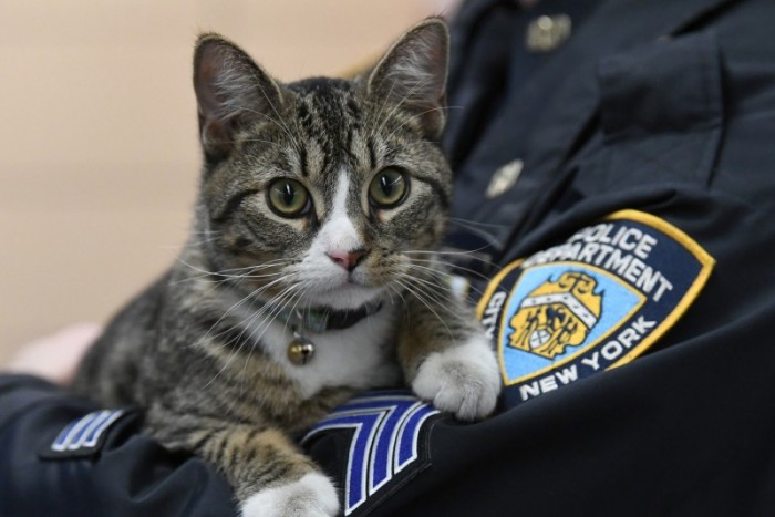 Полицейские Бруклина взяли на службу найденного на улице котенка