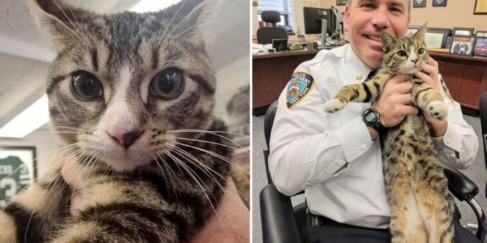 Полицейские Бруклина взяли на службу найденного на улице котенка