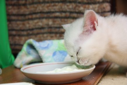 Кошка, лакающая молоко – привычный образ, но насколько он правилен