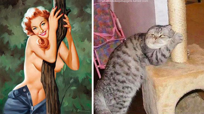 Кто из них «интереснее»? Пин-ап-девушки против кошек в борьбе за вашу любовь