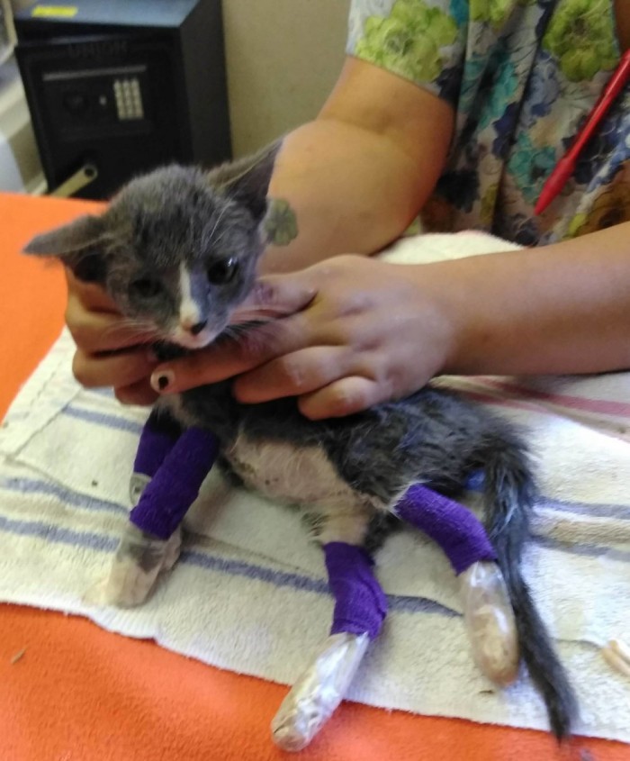 Двухмесячную кошечку с раненными лапками обнимали все в заповеднике – и это помогло ей окрепнуть