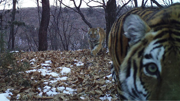 В Приморье тигрица учит своих тигрят делать