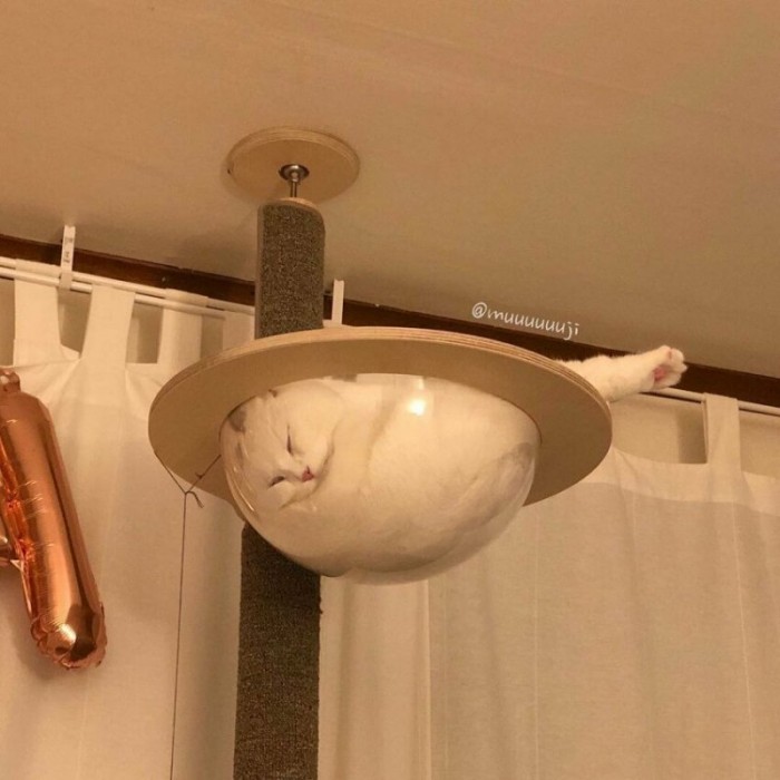 Котик просто заснул в своем прозрачном гамаке – и стал героем мемов