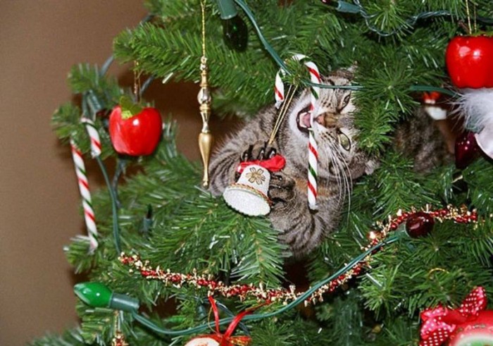Новогодний ёлкопад или как веселятся кошки в праздники