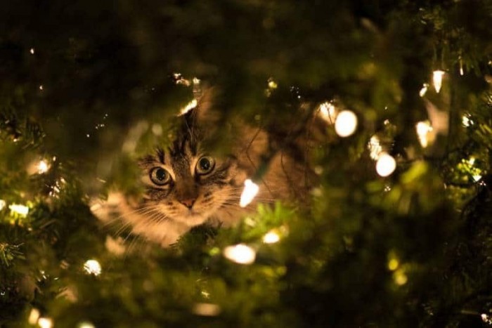 Новогодний ёлкопад или как веселятся кошки в праздники